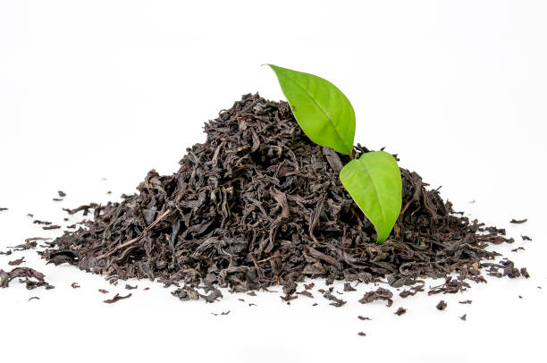 Front Page on the Tea Palace